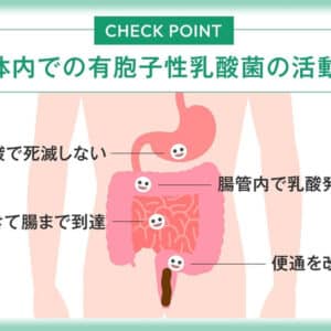 Lợi khuẩn bào tử trong Kaicho 24 viên đi qua dạ dày tới ruột